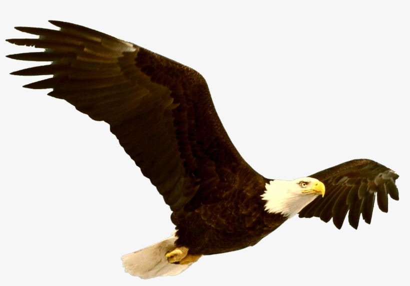 Bald Eagle Png File - Bald Eagle Png, transparent png