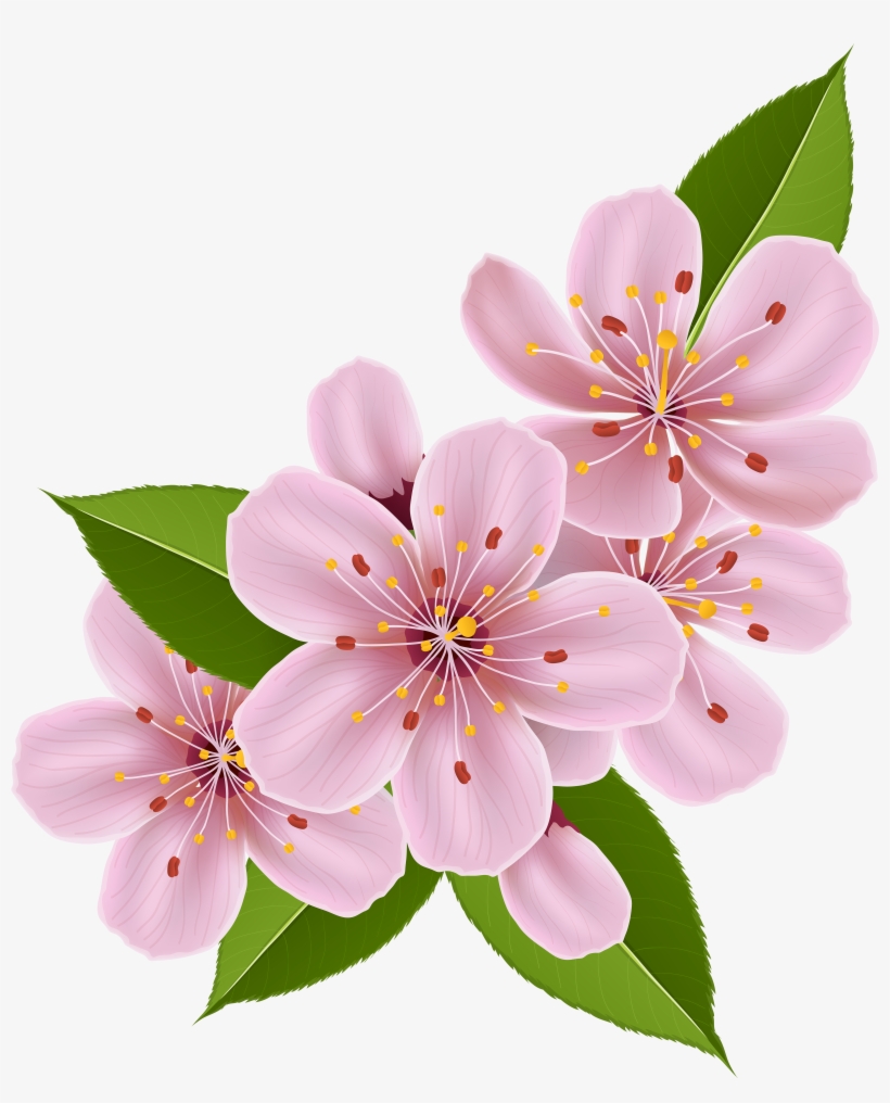Cherry Blossom Png, transparent png