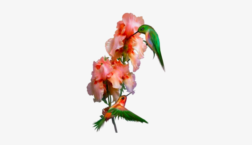 Bd-58 - Bouquet, transparent png