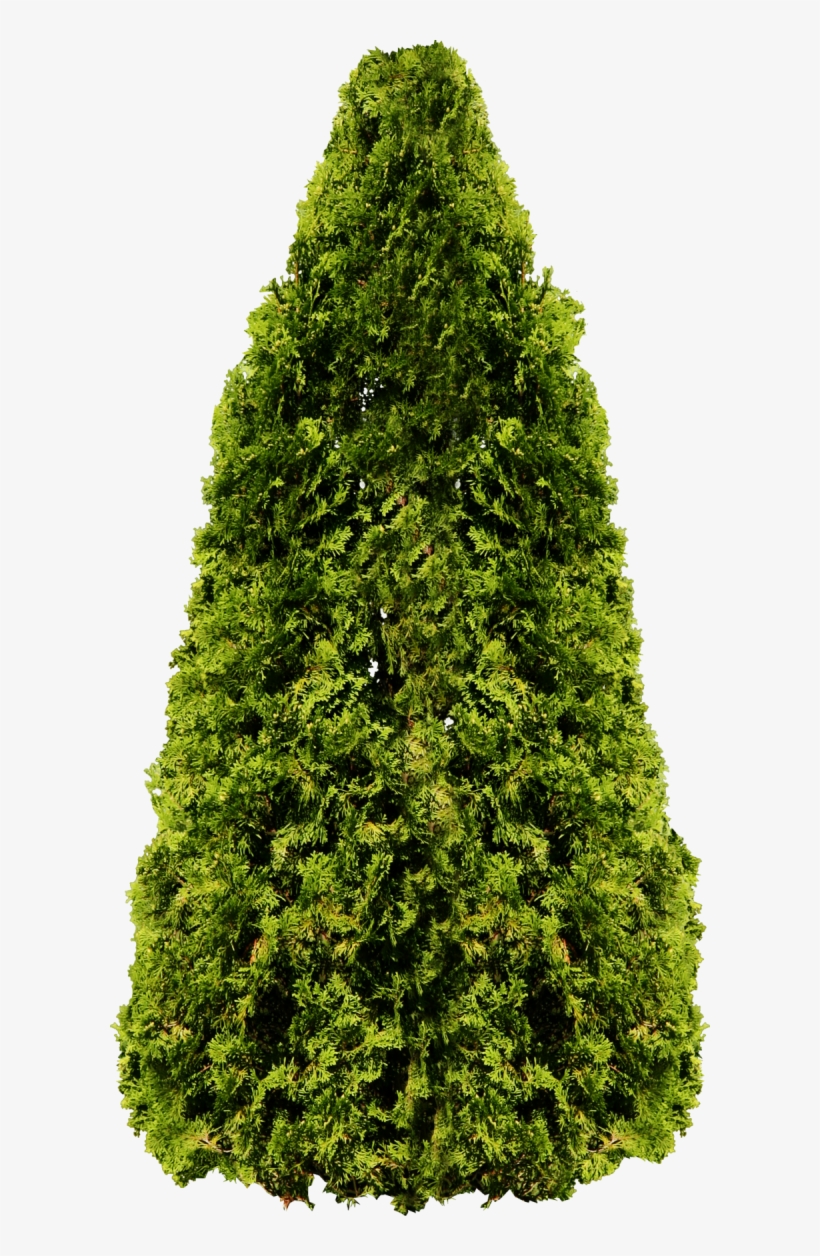 Palm Tree Png - Hedge Tree Png, transparent png