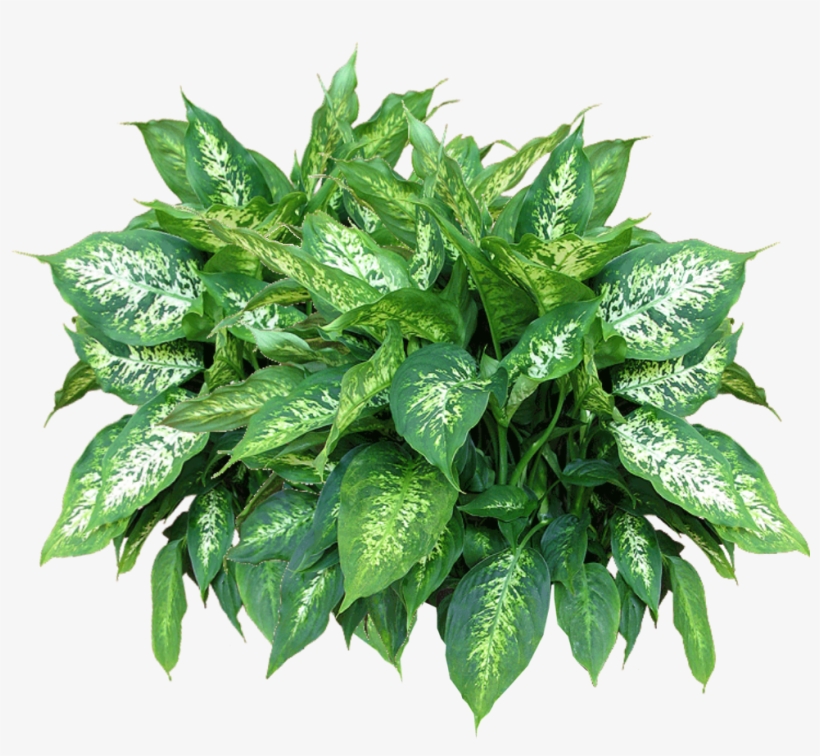 Free Png Plants Free Download Png Png Images Transparent - Plants Png, transparent png