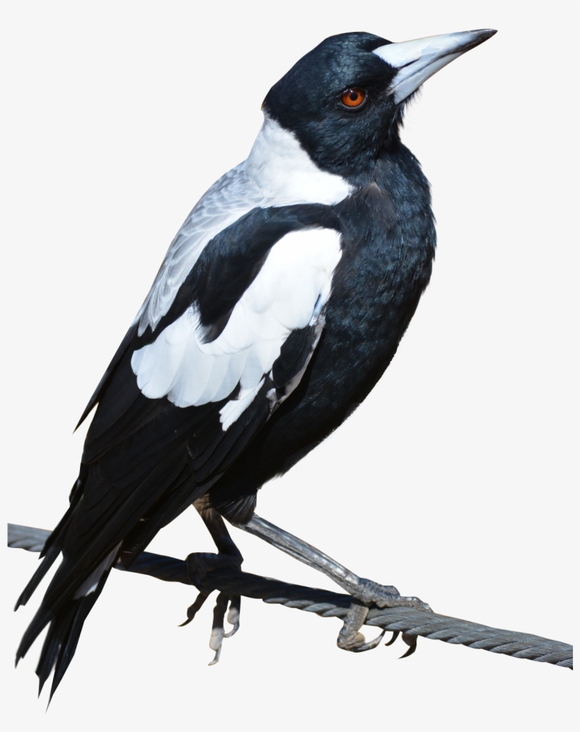Best Free Birds Png Icon, transparent png