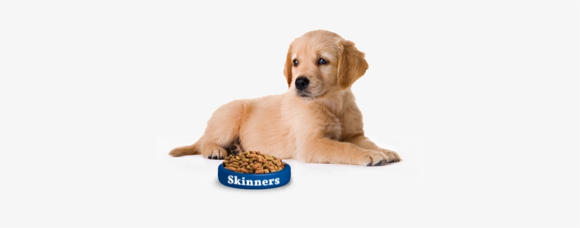 Cute Dog Png - Puppy - Good Pet Guide, transparent png