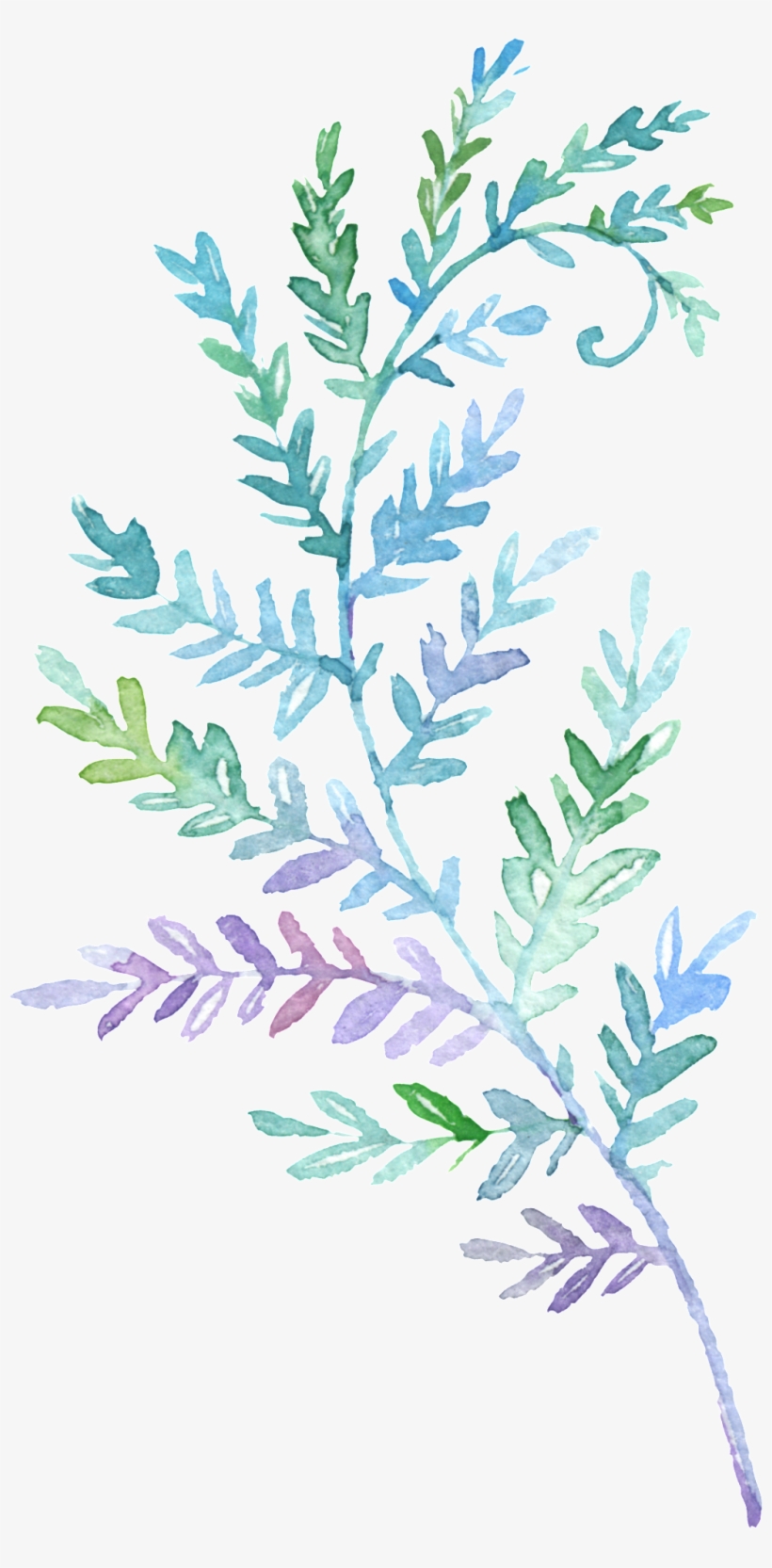 This Backgrounds Is Cartoon Fresh Watercolor Branch - ใบไม้ สี ฟ้า Png, transparent png