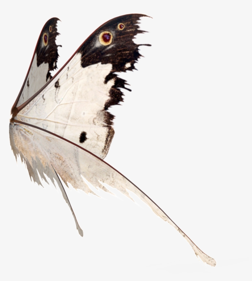 This Graphics Is Butterfly Wings Transparent About - Butterfly, transparent png