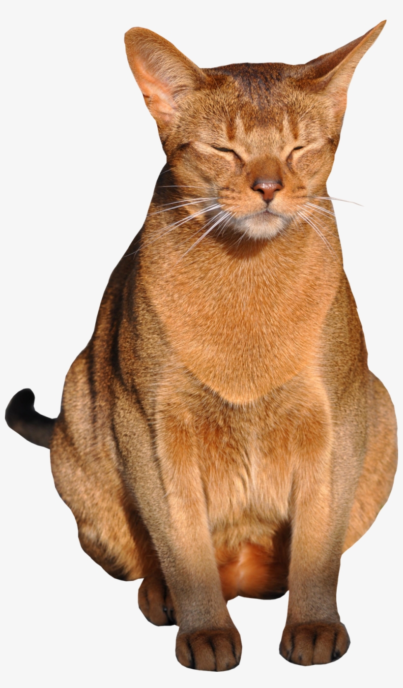 Cat Png With Transparent Background 1 By Meinlilapark - Transparent Background Cat Png, transparent png