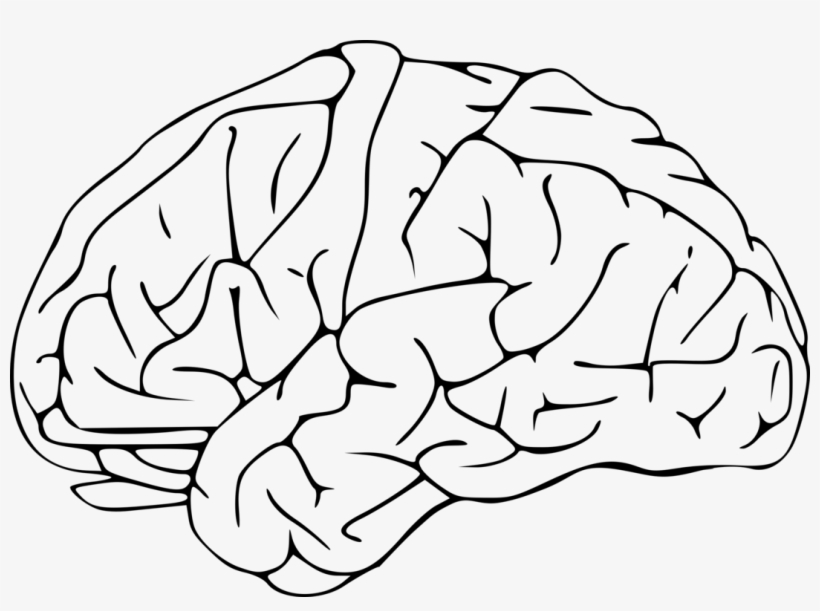Outline Of The Human Brain Drawing Neuroscience - Brain Clipart, transparent png
