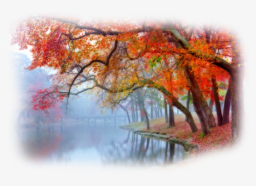 Pin By Terezia Matola On Png Tajak - Swamp Maple, transparent png