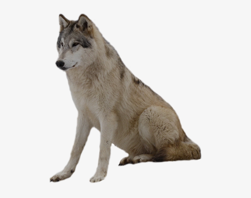 Download - Wolf Png, transparent png