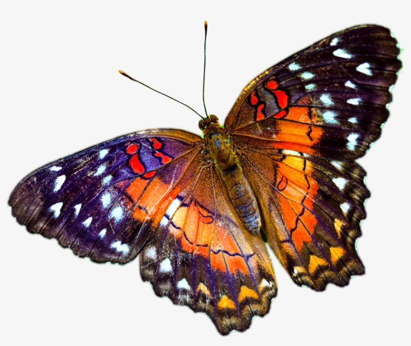 Multicolour Butterfly Image Background - Women Fashion Printed Pattern Cross Body Small 3d Shoulder, transparent png