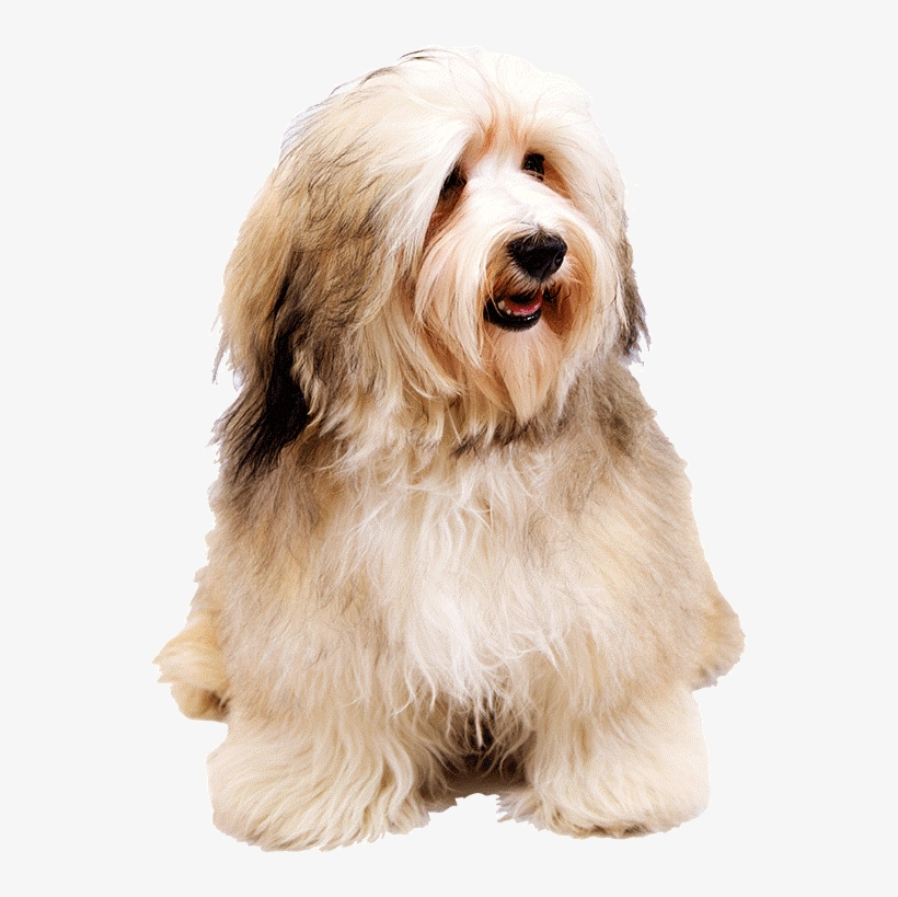 Dog Png - Havanese Mom Said I'm A Baby, transparent png