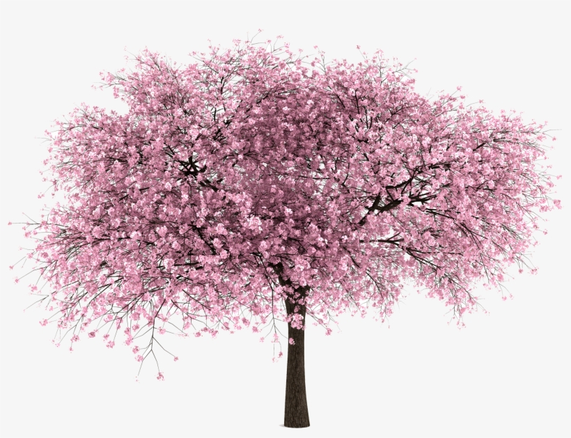 20 Imágenes De Árbol Png - Cherry Blossom Tree Png, transparent png
