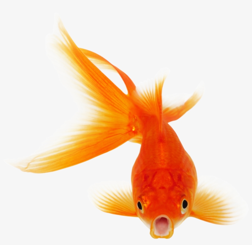 Real Fish Png Clipart - Vocabulary Builder Vol 3, transparent png
