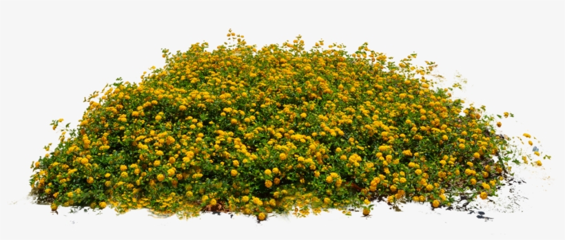 Plants Png Image - Plants Png, transparent png