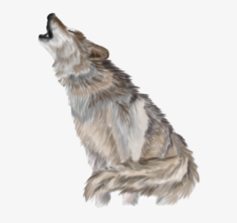 Download - Wolf Png, transparent png