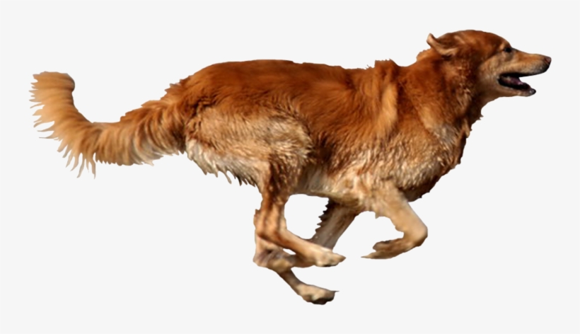 T Rex Dinosaur, transparent png