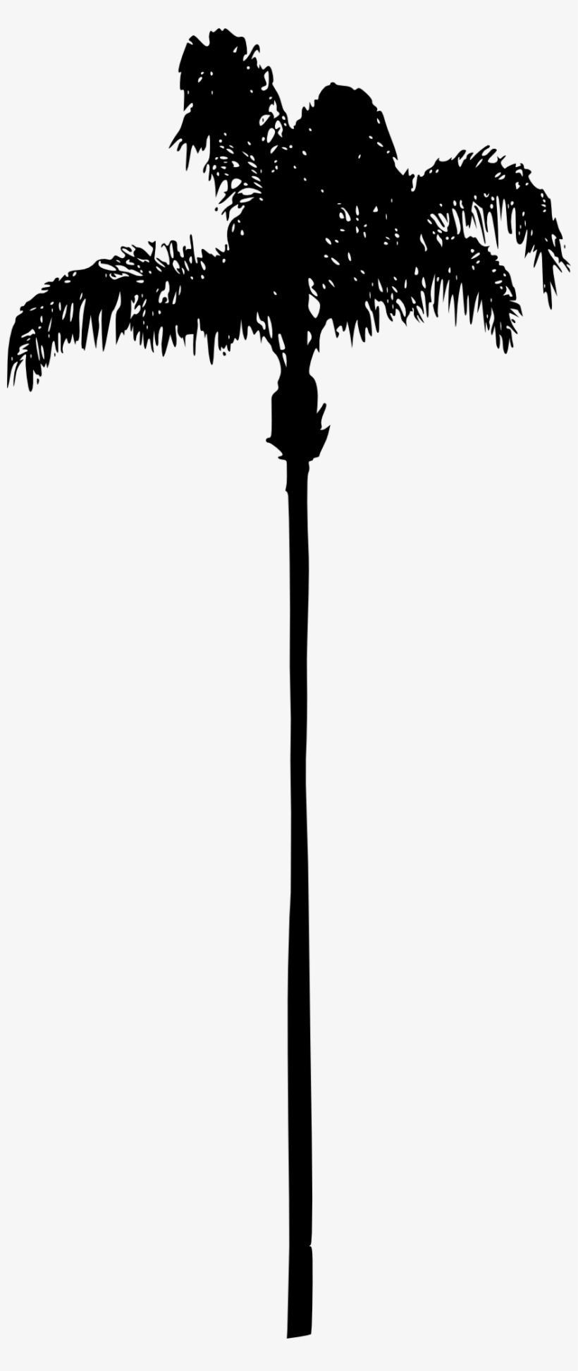 Palm Tree Png - Palm Trees, transparent png