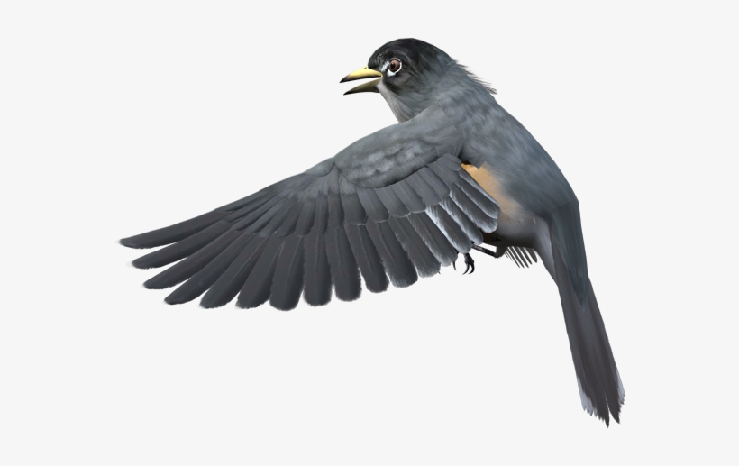 Grey Bird Png, transparent png