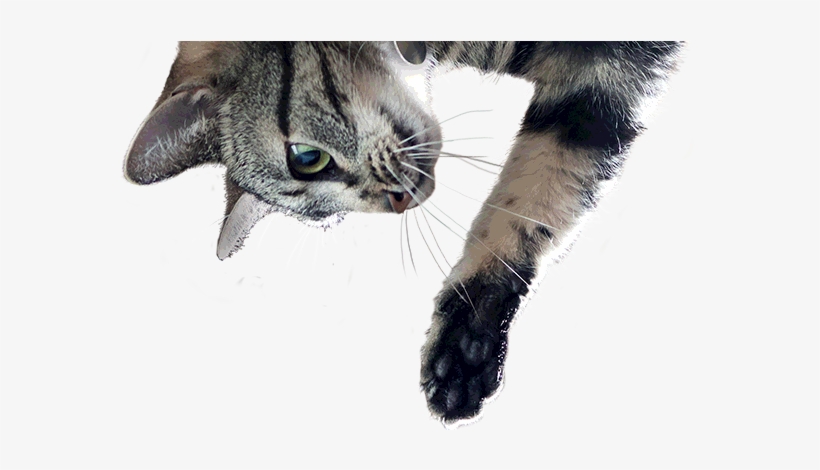 Science Diet Youthful Vitality - Hills Science Diet Adult 7+ Youthful Vitality Chicken, transparent png