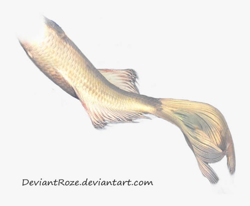 Mermaid Tail 06 By ~deviantroze On Deviantart - Transparent Background Mermaid Tail, transparent png
