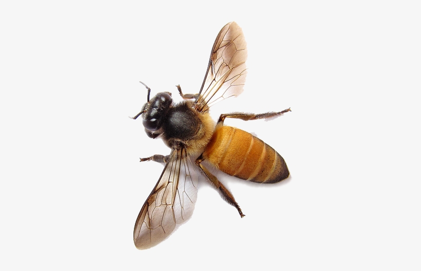 Bee Png Image - Honey Bee Png, transparent png