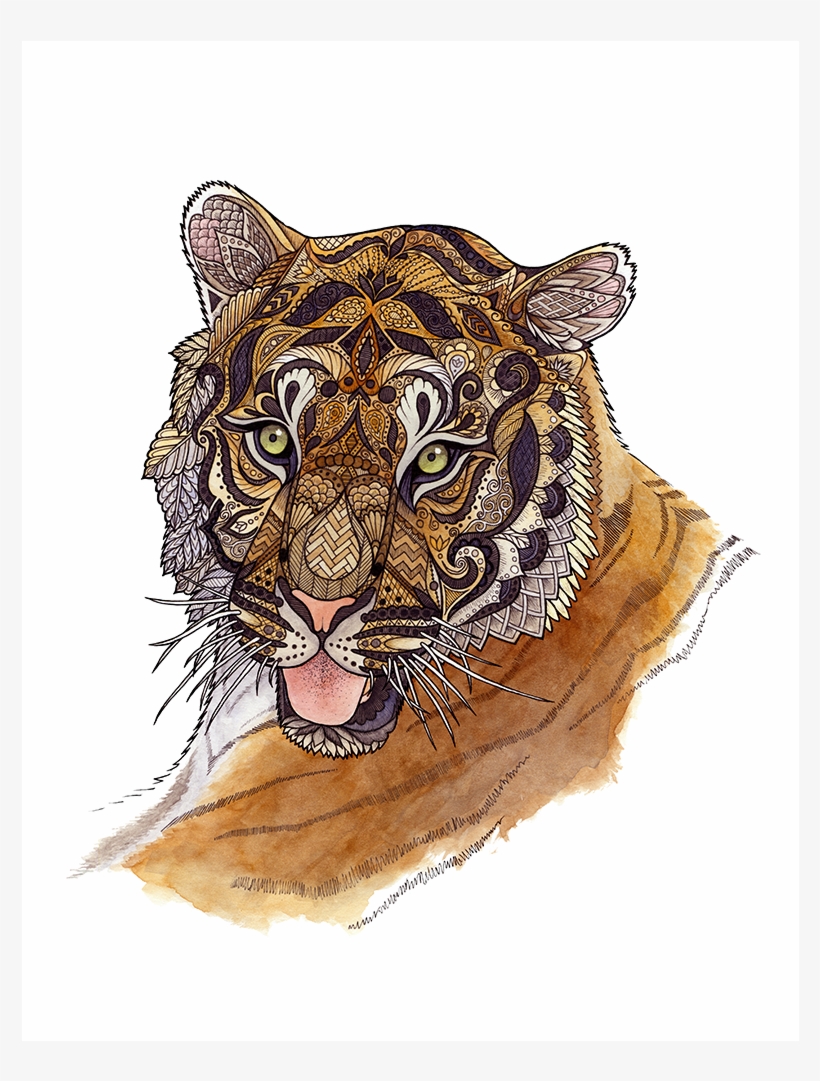 The Adult Male Tiger Can - Tiger, transparent png