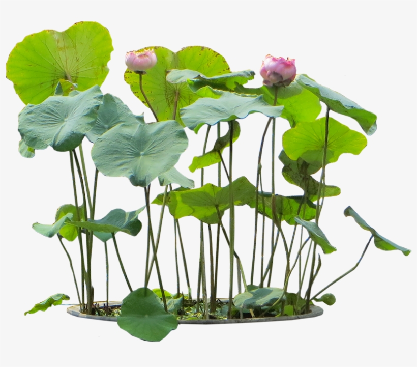10 Free Plants &amp - Water Plant Cut Out, transparent png
