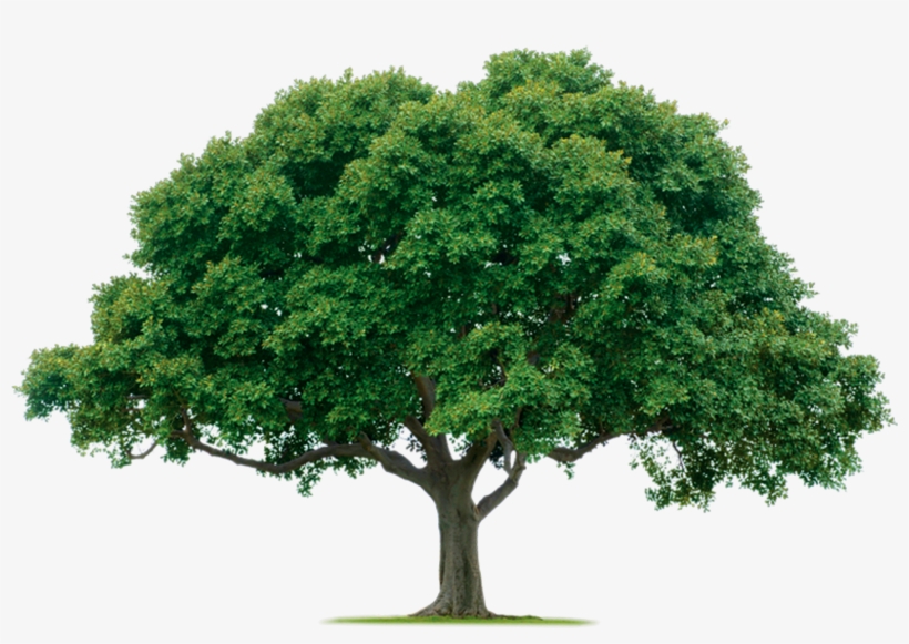 Png Format Images - Tree Png, transparent png