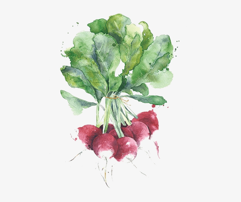 Radishes Illustration, transparent png