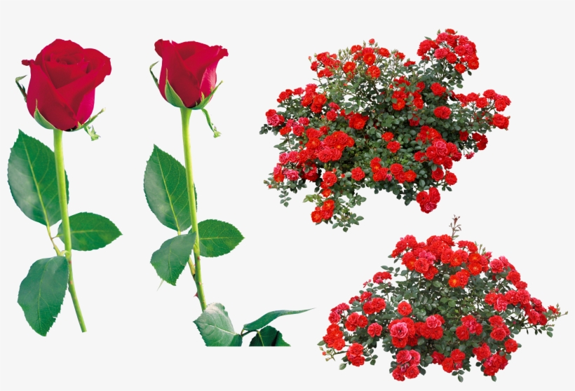 Rose Flower Clip Art - Red Rose Bush Png, transparent png