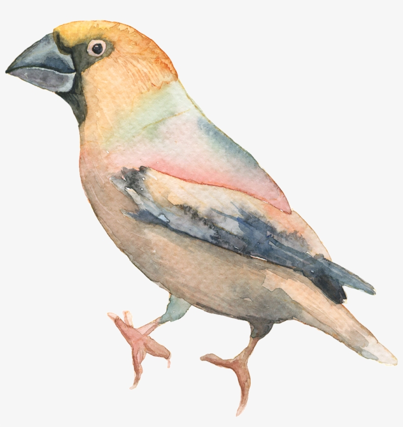 Bird, transparent png
