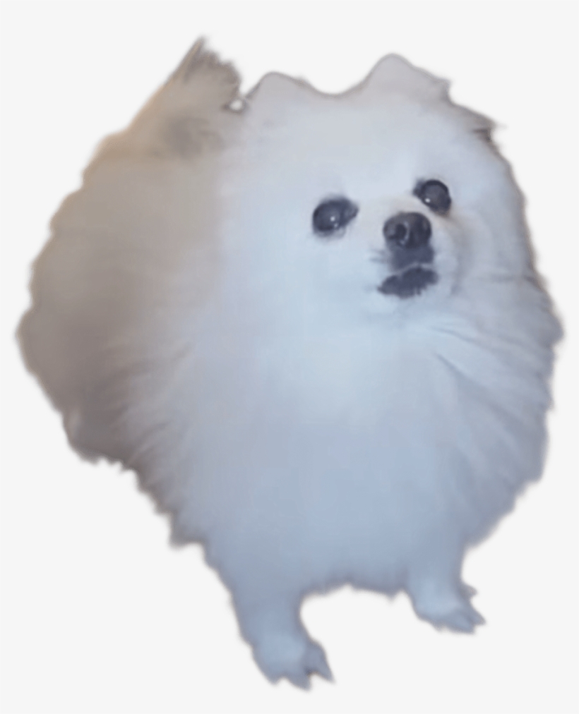 Gabe The Bork Dog - Gabe The Dog Sans, transparent png