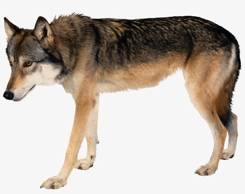 Download - Wolf Pendant Wolf Necklace Wolf Jewelry, transparent png