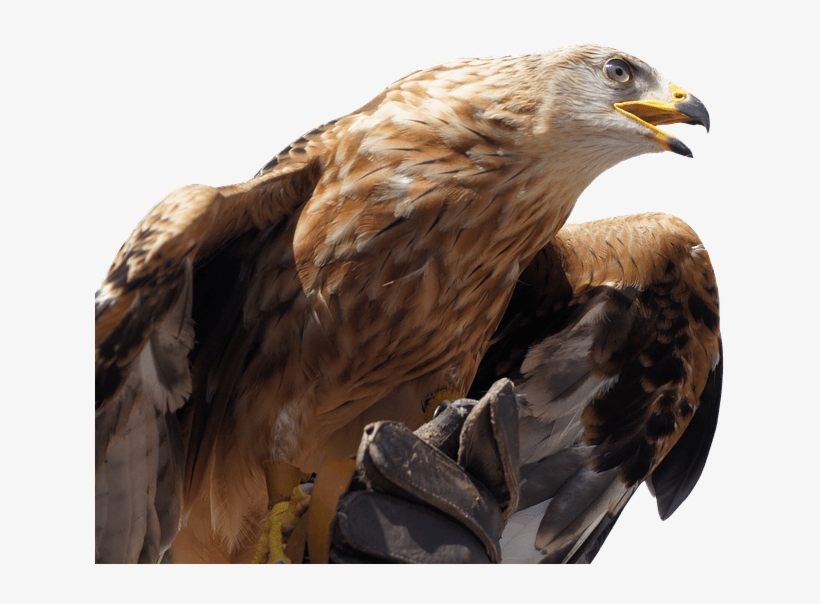 Golden Eagle - Golden Eagle Head Png, transparent png