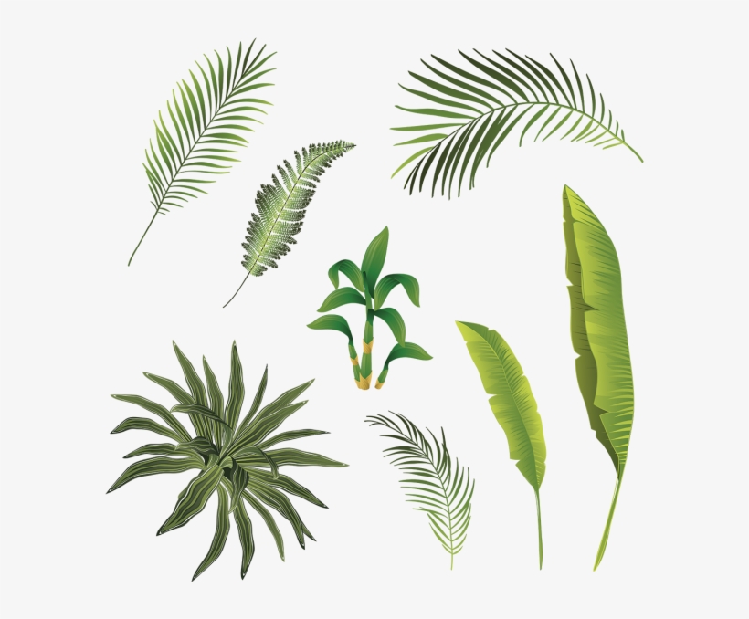 Tropical Branch And Leaves Collection, Tropical Branch - Hojas Tropicales Vector, transparent png