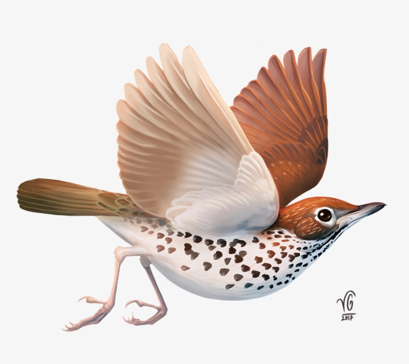 I Also Love Stories - Fantasy Bird Png, transparent png
