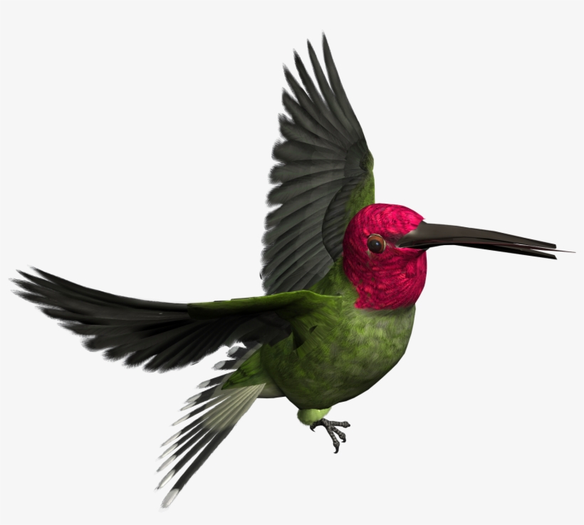 Free High Resolution Graphics And Clip Art - Woodpecker Png, transparent png