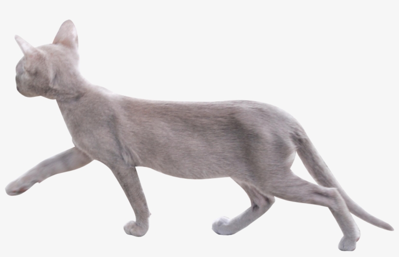 Free Digital Cat Png - Transparent Transparent Background Cat Png, transparent png