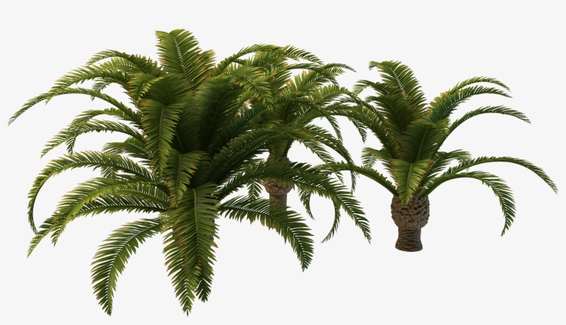Free Icons Png - Palm Trees, transparent png