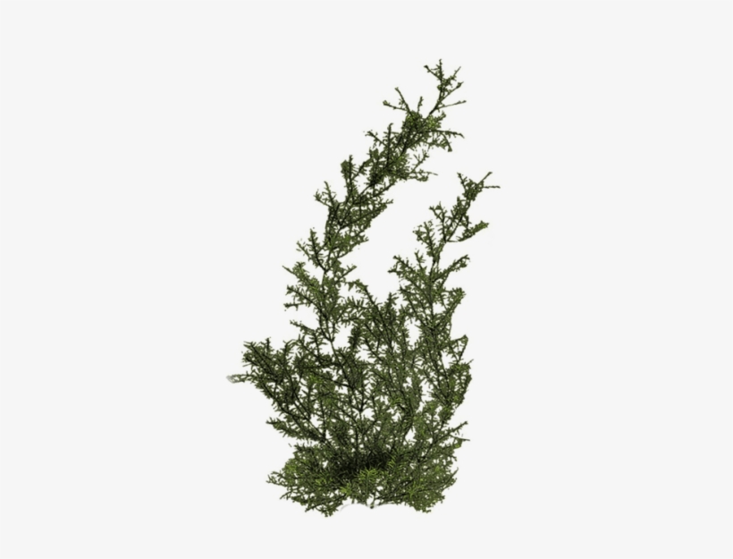 Free Png Plants Png Images Transparent - River Plants Png, transparent png