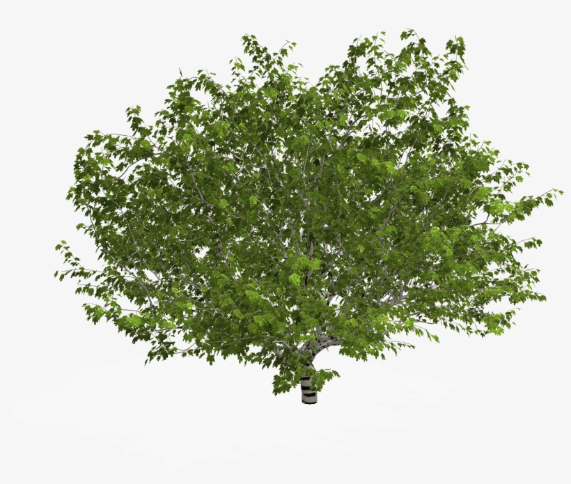 Plane - Arbol En Planta Png, transparent png