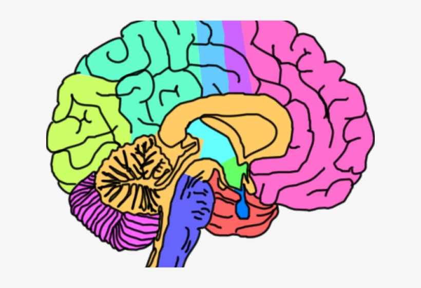 Brain Clipart Rock - Mental Health Clipart, transparent png