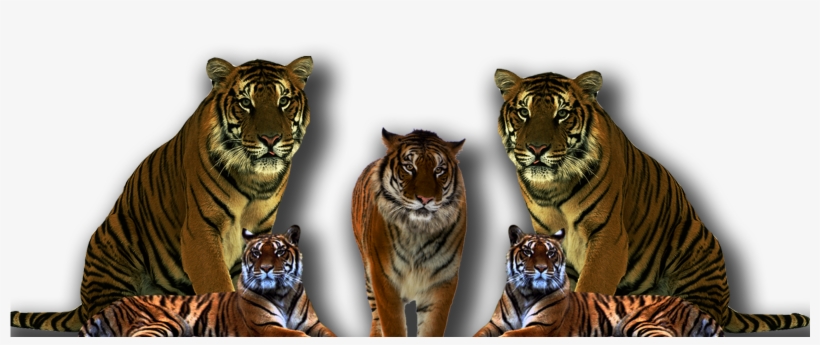 Five Tiger Png - Baby Tigers Transparent Background, transparent png