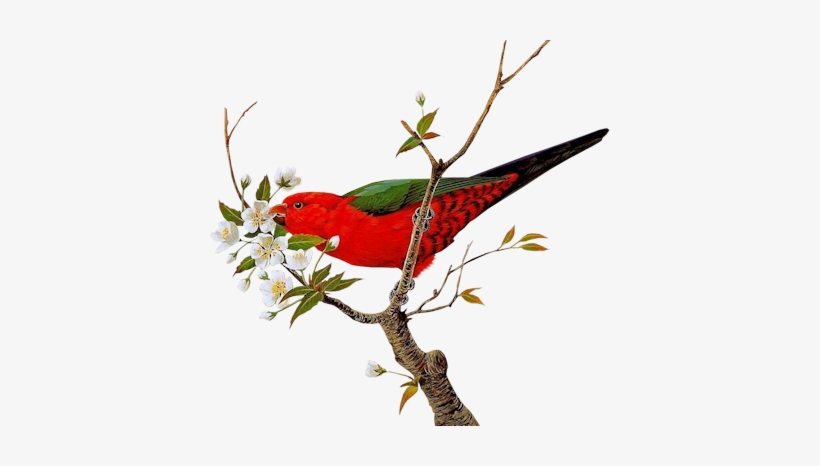Blossom-bird - Bird And Flower Png, transparent png