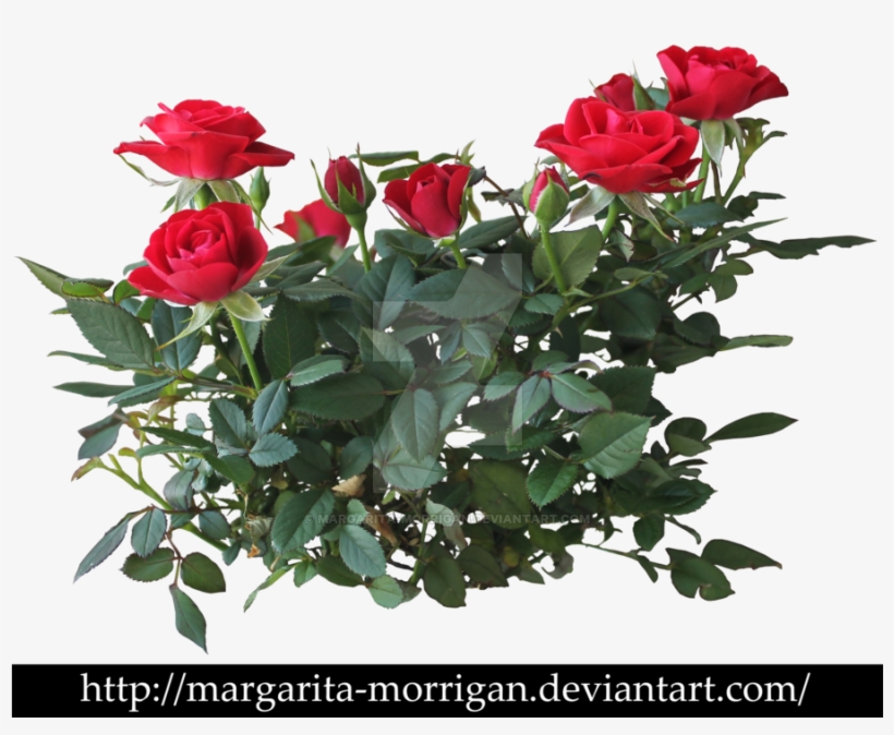 Rose Png - Rose Flower Plant Png, transparent png