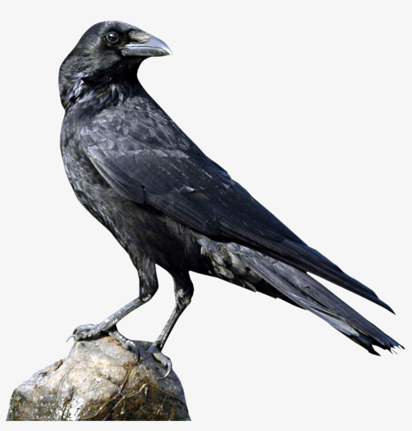 Png Images Of Crow, transparent png