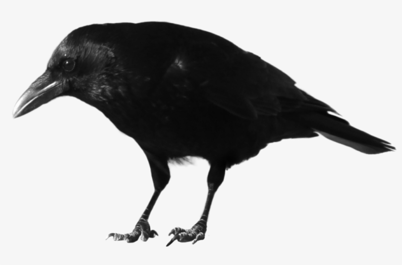Crow Png Hd - Crow Transparent, transparent png