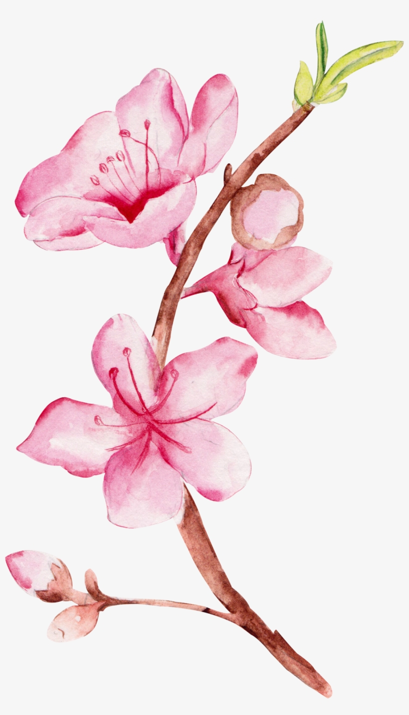 Watercolour - Posterazzi True Beauty Poster Print By Amy Cummings, transparent png