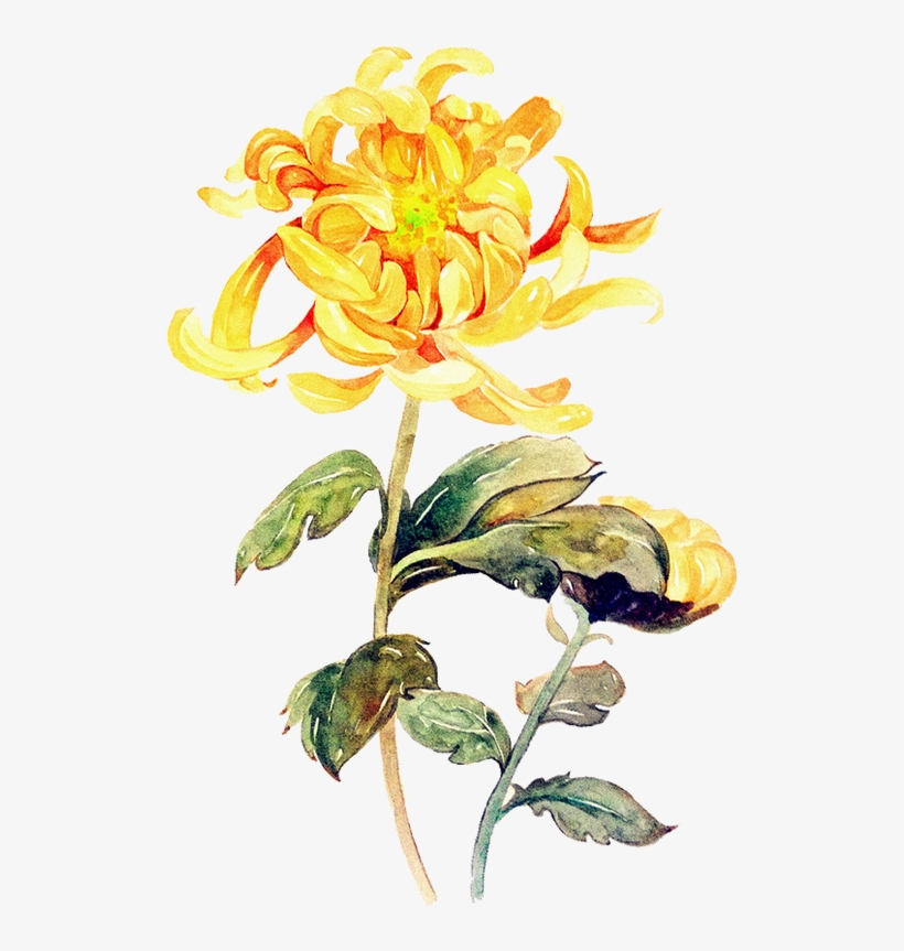 Floral Illustrations, Artworks, Watercolor, Cartoon, - Yellow Flower Paint Png, transparent png