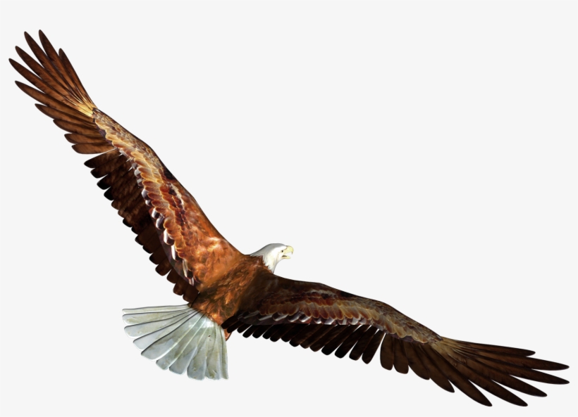 Eagle Clipart Transparent Background - Eagle Flying Transparent Background, transparent png